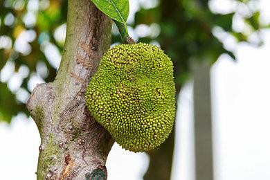 《最终幻想16》各版本预购正式开启 故事背景人设公布